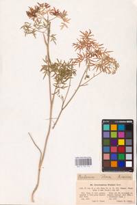 Cenolophium fischeri (Spreng.) W. D. J. Koch, Восточная Европа, Восточный район (E10) (Россия)