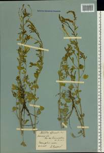 Донник лекарственный (L.) Lam., Восточная Европа, Ростовская область (E12a) (Россия)