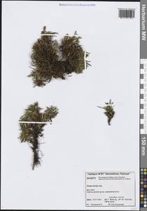 Дриада надрезанная Malyschev, Сибирь, Центральная Сибирь (S3) (Россия)