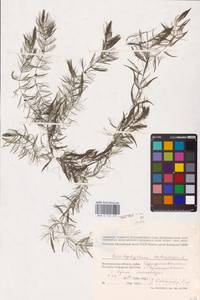 Роголистник светло-зеленый L., Восточная Европа, Нижневолжский район (E9) (Россия)