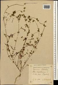 Лядвенец узкий L., Кавказ, Грузия (K4) (Грузия)