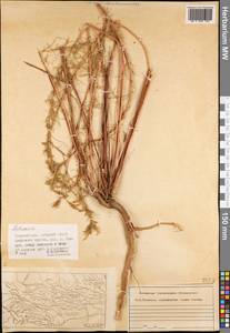 Полынь, Средняя Азия и Казахстан, Памир и Памиро-Алай (M2) (Таджикистан)