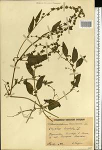 Лебеда лежачая, Лебеда простертая DC., Восточная Европа, Нижневолжский район (E9) (Россия)