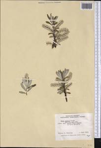 Ива белоснежная Flüggé ex Willd., Америка (AMER) (Канада)