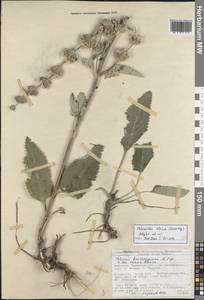 Phlomoides alaica (Knorring) Adylov, Kamelin & Makhm., Средняя Азия и Казахстан, Северный и Центральный Тянь-Шань (M4) (Киргизия)