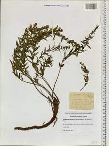 Шлемник байкальский Georgi, Сибирь, Прибайкалье и Забайкалье (S4) (Россия)