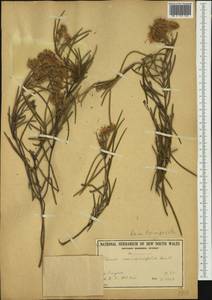 Olearia rosmarinifolia (DC.) Benth., Австралия и Океания (AUSTR) (Австралия)