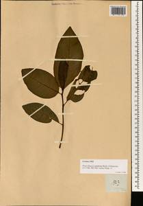 Ficus septica Burm. fil., Зарубежная Азия (ASIA) (Филиппины)
