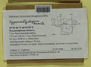 Hygroamblystegium humile (P. Beauv.) Vanderp., Hedenäs & Goffinet, Гербарий мохообразных, Мхи - Центральное Нечерноземье (B6) (Россия)