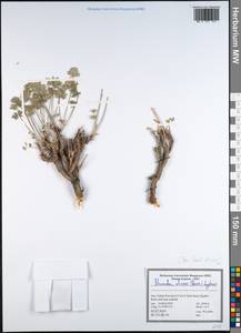 Shomalia olivieri (Boiss.) Lyskov, Зарубежная Азия (ASIA) (Иран)