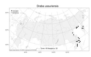 Draba ussuriensis, Крупка уссурийская Pohle, Атлас флоры России (FLORUS) (Россия)