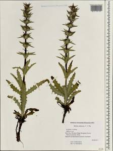 Cryptothladia chinensis (Batalin ex Diels) M. J. Cannon, Зарубежная Азия (ASIA) (КНР)