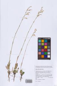 Смолевка зеленоцветковая (Willd.) Ehrh., Восточная Европа, Центральный лесостепной район (E6) (Россия)