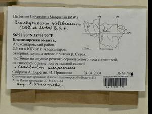 Brachythecium salebrosum (Hoffm. ex F. Weber & D. Mohr) Schimp., Гербарий мохообразных, Мхи - Центральное Нечерноземье (B6) (Россия)