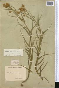 Gelasia ensifolia (M. Bieb.) Zaika, Sukhor. & N. Kilian, Средняя Азия и Казахстан, Северный и Центральный Казахстан (M10) (Казахстан)