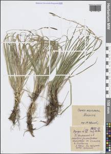 Осока большехвостая (Meinsh.) Kük., Сибирь, Прибайкалье и Забайкалье (S4) (Россия)