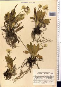 Primula crassifolia Lehm., Кавказ, Грузия (K4) (Грузия)