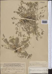 Астрагал солончаковый Kar. & Kir., Средняя Азия и Казахстан, Муюнкумы, Прибалхашье и Бетпак-Дала (M9) (Казахстан)