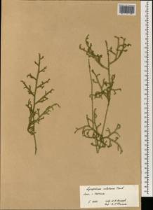 Palhinhaea cernua (L.) Vasc. & Franco, Зарубежная Азия (ASIA) (Лаос)