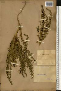 Blitum virgatum subsp. virgatum, Восточная Европа, Восточный район (E10) (Россия)
