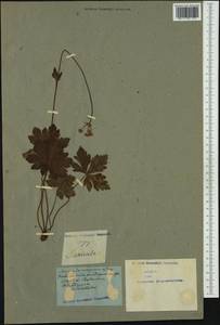 Подлесник европейский L., Западная Европа (EUR) (Неизвестно)