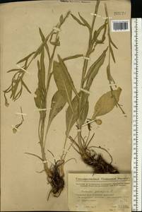 Centaurea glastifolia subsp. glastifolia, Восточная Европа, Средневолжский район (E8) (Россия)