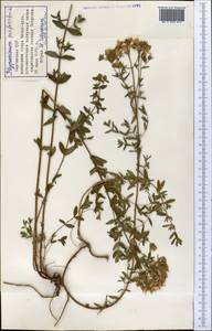 Зверобой продырявленный L., Средняя Азия и Казахстан, Северный и Центральный Тянь-Шань (M4) (Киргизия)