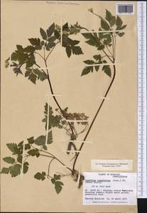 Osmorhiza longistylis (Torr.) DC., Америка (AMER) (США)