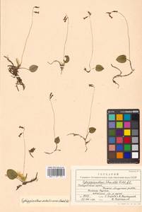 Седлоцветник сахалинский Rchb.f., Сибирь, Дальний Восток (S6) (Россия)