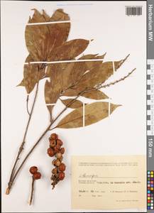 Lithocarpus, Зарубежная Азия (ASIA) (Вьетнам)