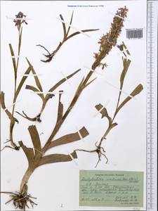 Dactylorhiza incarnata subsp. cilicica (Klinge) H.Sund., Средняя Азия и Казахстан, Памир и Памиро-Алай (M2) (Таджикистан)