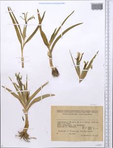 Iridaceae, Средняя Азия и Казахстан, Памир и Памиро-Алай (M2) (Узбекистан)