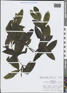 Рдест блестящий L., Восточная Европа, Средневолжский район (E8) (Россия)