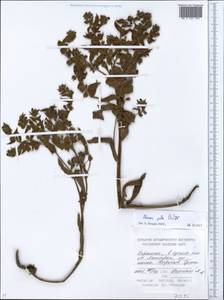 Нонея темная, Нонея темно-бурая (L.) DC., Восточная Европа, Северо-Украинский район (E11) (Украина)