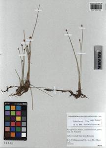 KUZ 002 190, Eleocharis fennica var. sareptana (Zinserl.) Zinserl., Сибирь, Алтай и Саяны (S2) (Россия)
