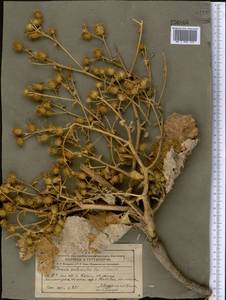 Arctium pentacanthum (Regel & Schmalh.) Kuntze, Средняя Азия и Казахстан, Западный Тянь-Шань и Каратау (M3)