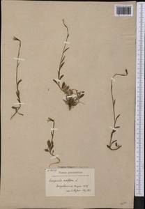Колокольчик одноцветковый L., Америка (AMER) (Гренландия)