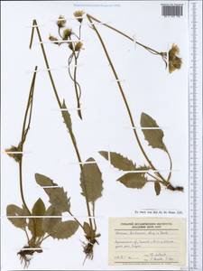 Hieracium christianiense Dahlst. ex Stenstr., Восточная Европа, Северный район (E1) (Россия)