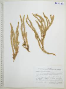 Spinulum annotinum subsp. annotinum, Сибирь, Дальний Восток (S6) (Россия)