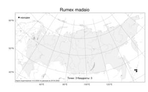 Rumex madaio Makino, Атлас флоры России (FLORUS) (Россия)