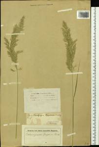 Вейник наземный (L.) Roth, Сибирь, Западная Сибирь (S1) (Россия)