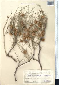 Джузгун безлистный (Pall.) Gürke, Средняя Азия и Казахстан, Муюнкумы, Прибалхашье и Бетпак-Дала (M9) (Казахстан)