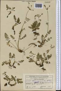 Vicatia coniifolia Wall. ex DC., Средняя Азия и Казахстан, Западный Тянь-Шань и Каратау (M3) (Киргизия)