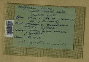 Calliergonella cuspidata (Hedw.) Loeske, Гербарий мохообразных, Мхи - Центральное Нечерноземье (B6) (Россия)