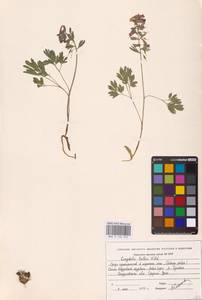 Хохлатка плотная (L.) Clairv., Восточная Европа, Восточный район (E10) (Россия)