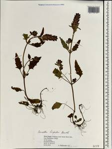 Prunella vulgaris subsp. hispida (Benth.) Hultén, Зарубежная Азия (ASIA) (Непал)