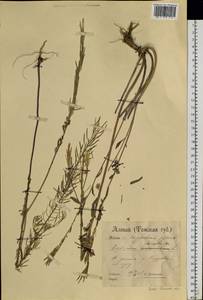 Желтушник левкойный L., Сибирь, Западный (Казахстанский) Алтай (S2a) (Казахстан)