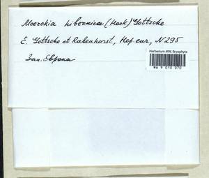 Moerckia hibernica (Hook.) Gottsche, Гербарий мохообразных, Мхи - Западная Европа (BEu) (Неизвестно)
