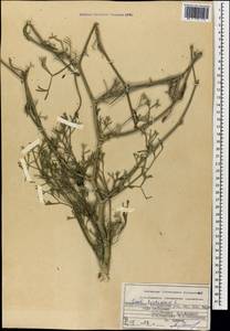 Жабрица извилистая L., Кавказ, Азербайджан (K6) (Азербайджан)