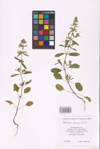 MHA 0 154 822, Чистец однолетний (L.) L., Восточная Европа, Центральный лесостепной район (E6) (Россия)